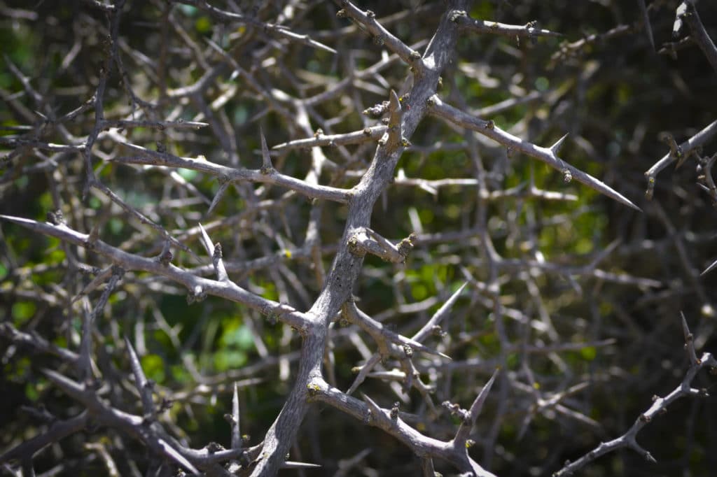 Tree Magick: Blackthorn Tree